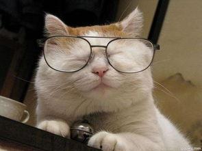 网红猫吃贝贝瓜图片高清,高清镜头捕捉贝贝瓜美味瞬间 第3张 网红猫吃贝贝瓜图片高清,高清镜头捕捉贝贝瓜美味瞬间 第3张